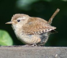 junge-Amsel-4A.jpg